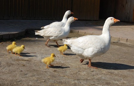 toulcuv-dvur-ekologicke-centrum-a-farma